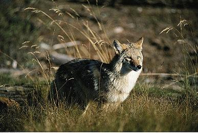 传言称任天堂即将正式公布《银河战士Prime HD》