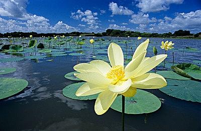 《星之卡比：探索发现》在日本 成首发销量最高的卡比游戏
